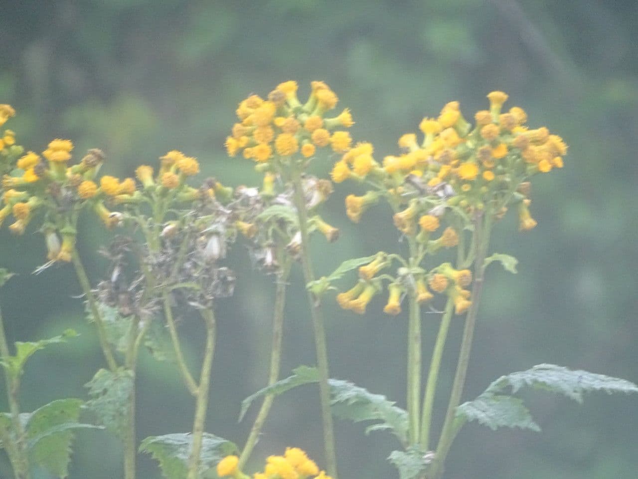 Senecione