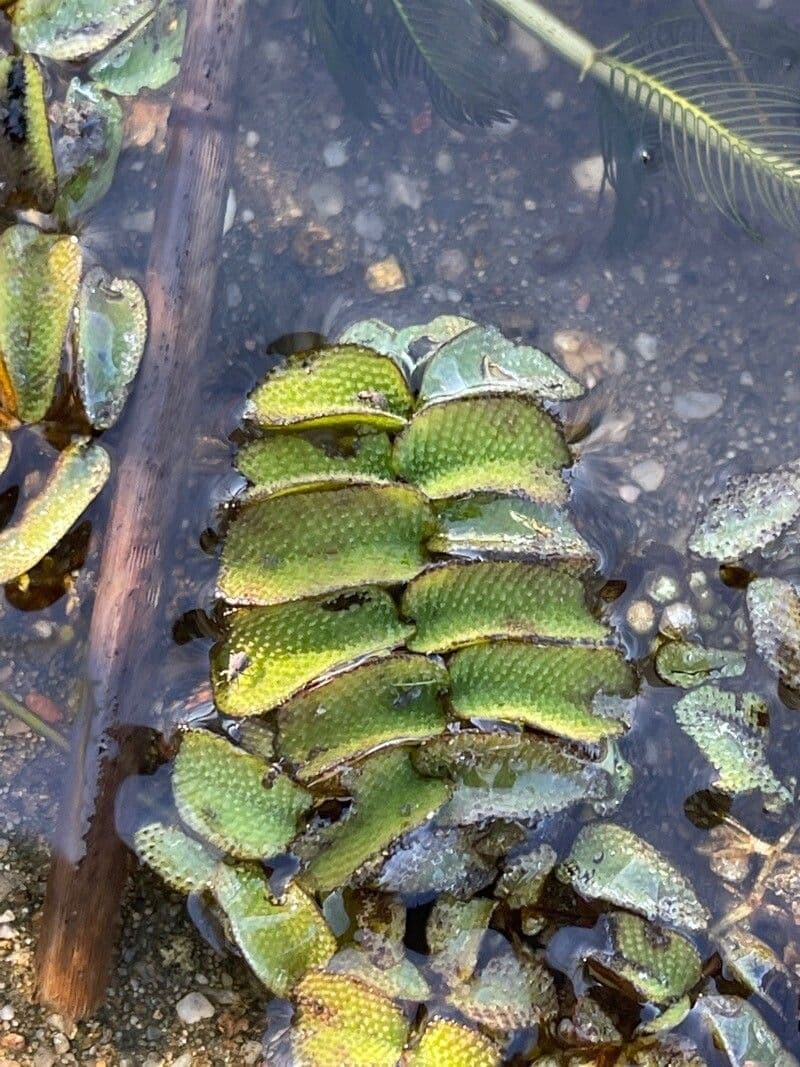 Salvinia natans 4