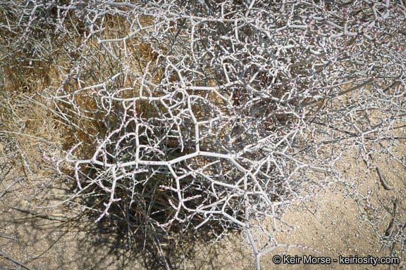 Yucca-Buckwheat 6
