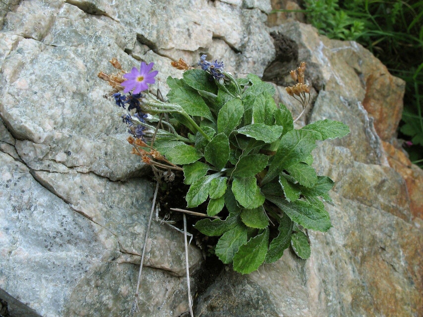 Laub-Primel 3