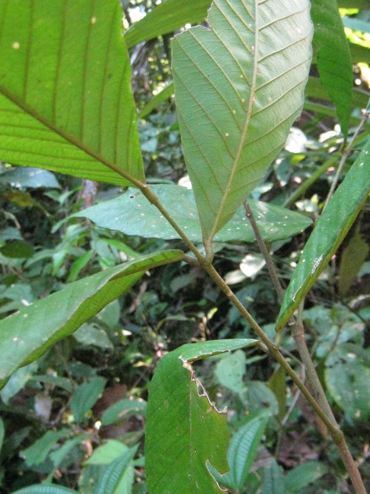 Machaerium quinata 3