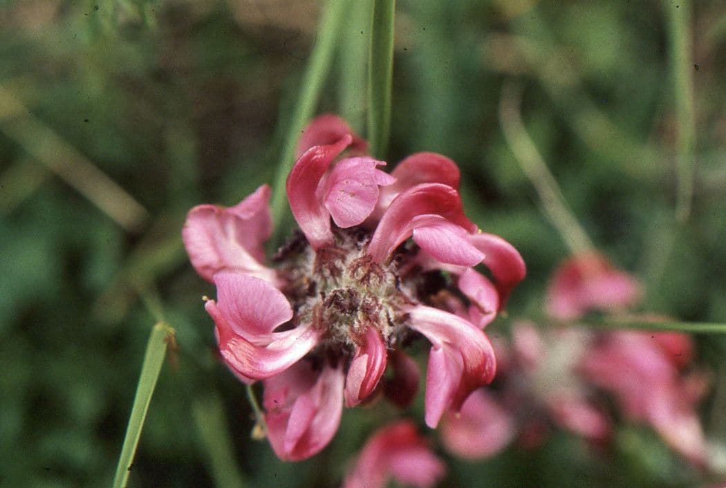 Pedicularis gyroflexa 3