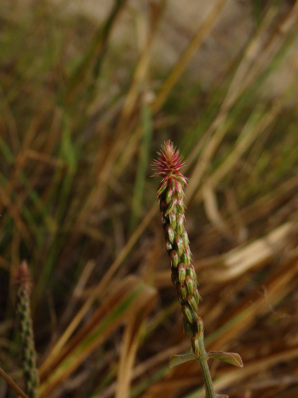 Achyranthes aspera 4