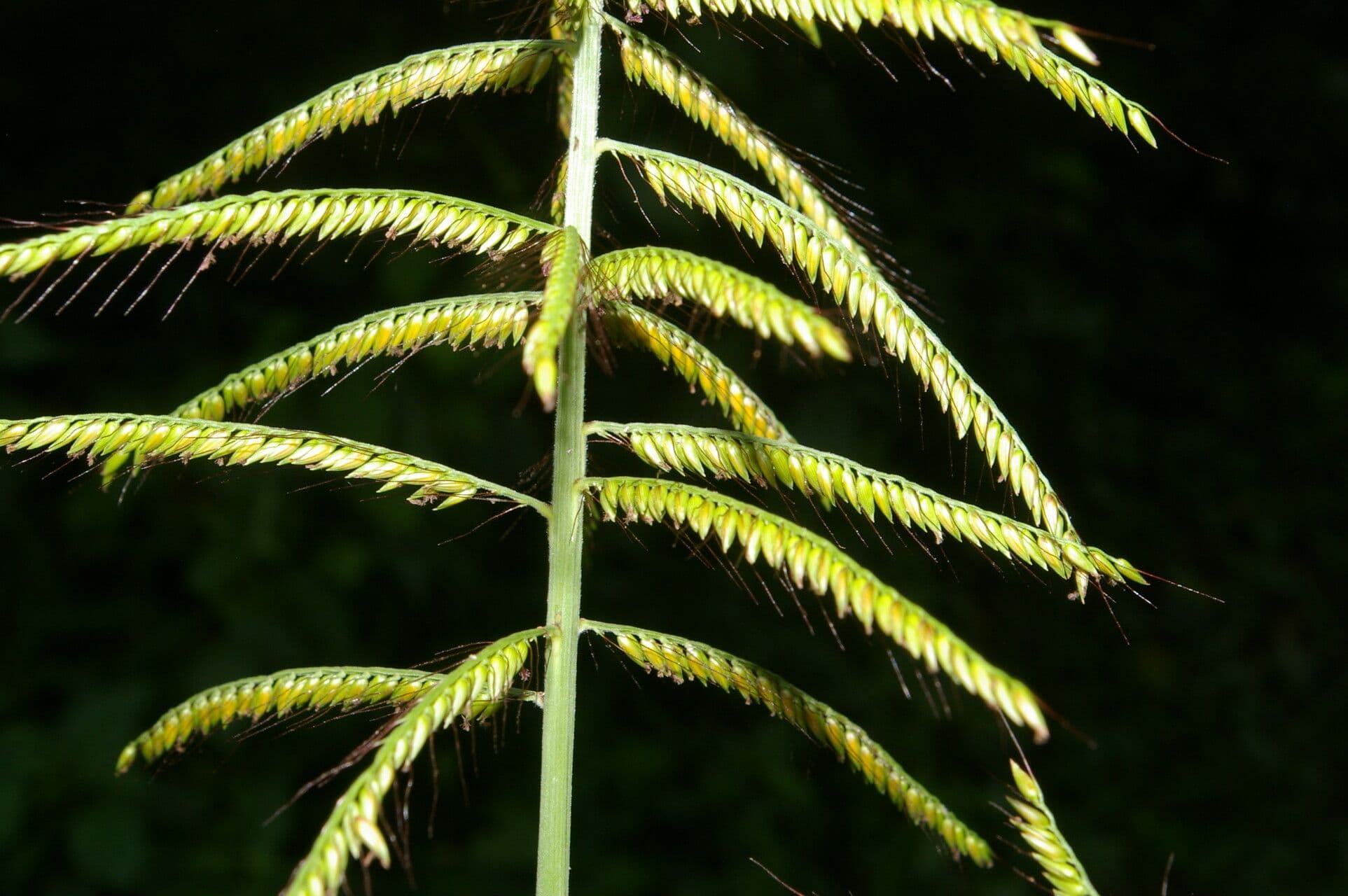 Erba gru 4