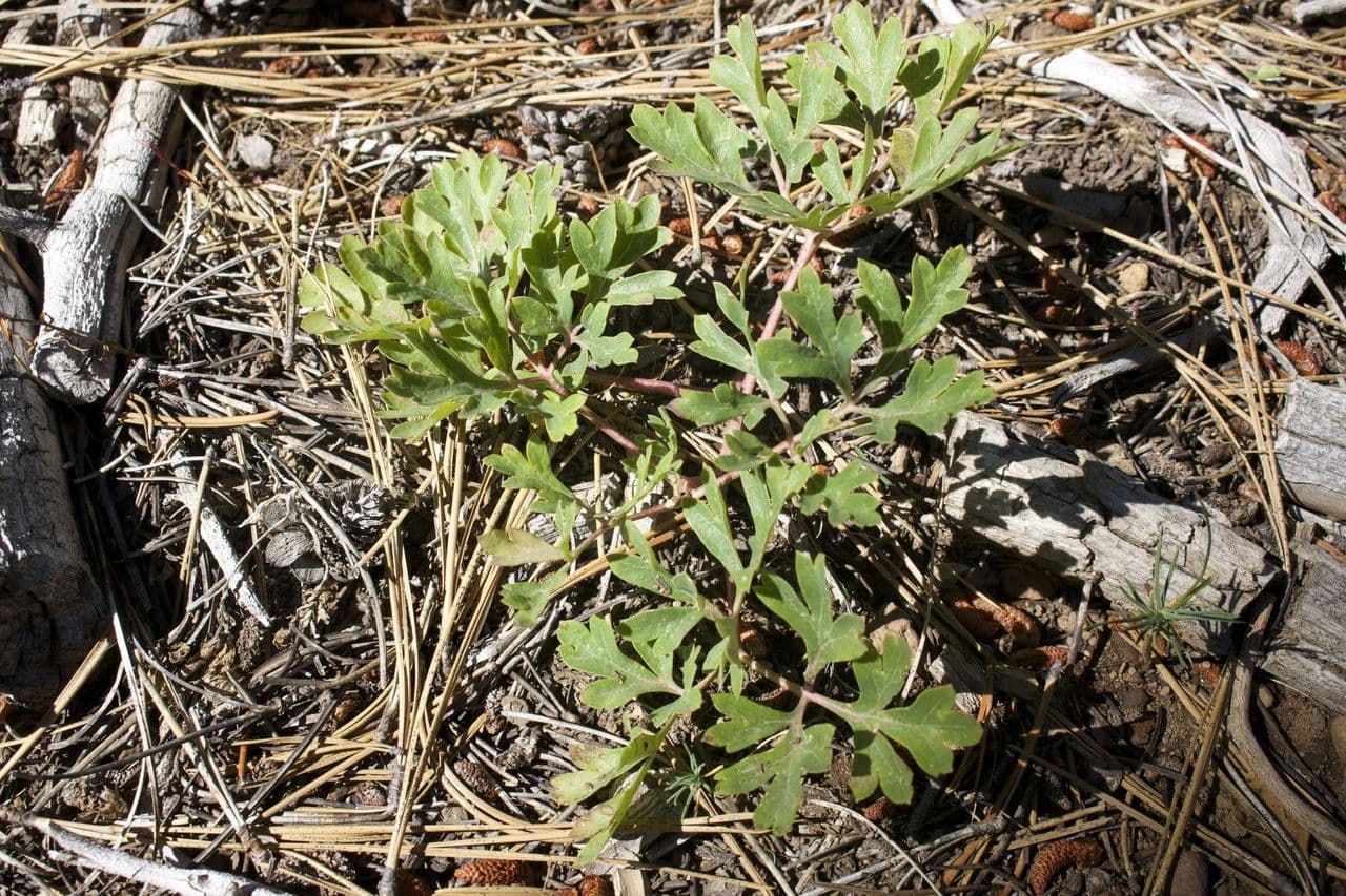 Hydrophyllum 14