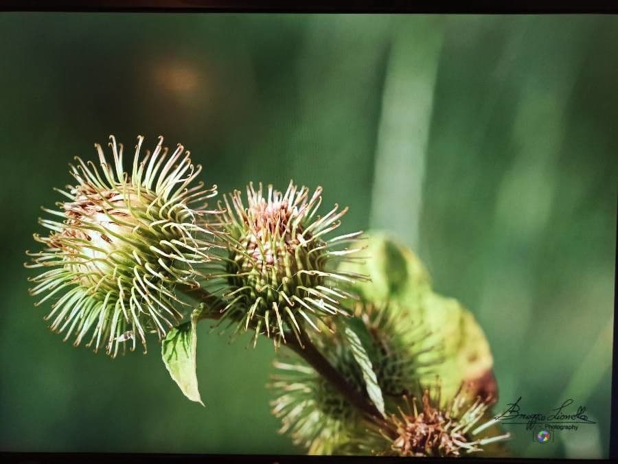 Bardana selvatica 5