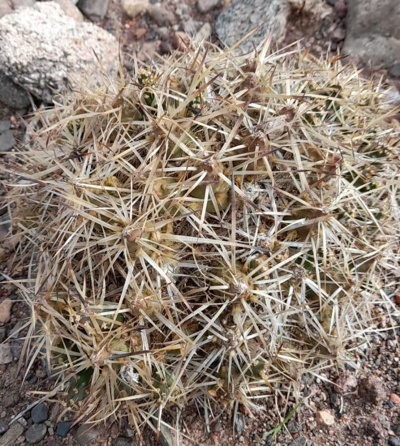 Maihueniopsis 2