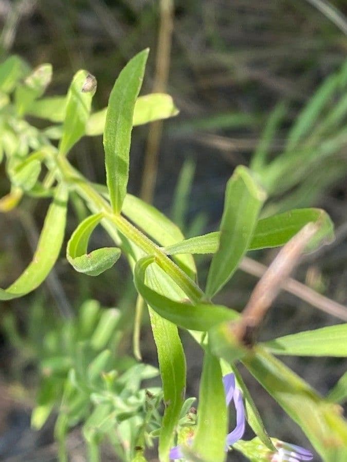 Galatella sedifolia 17