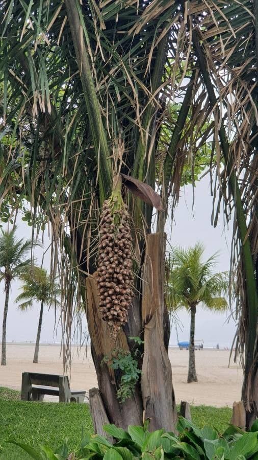 Attalea phalerata 4