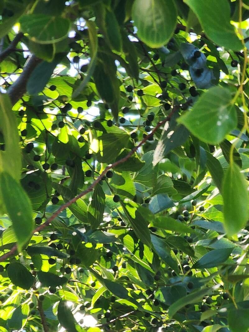 Celtis sinensis 3