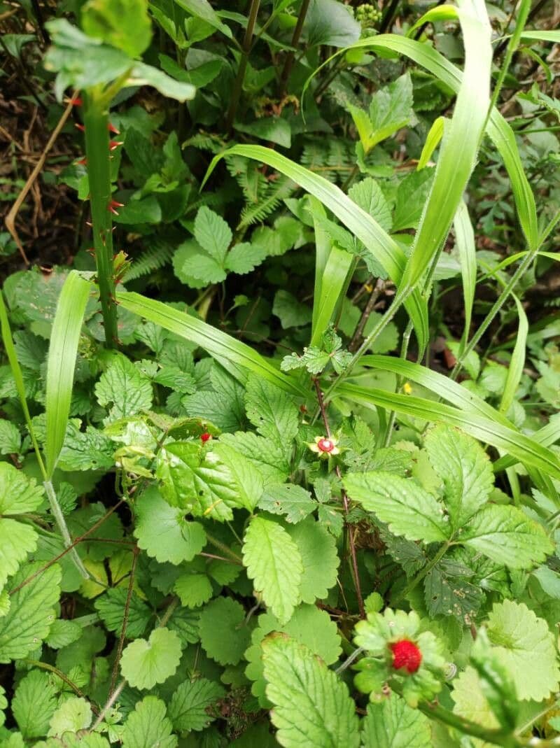 Kleinblättrige Brombeere 3