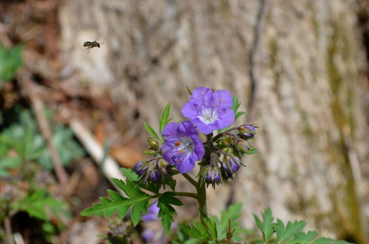 Phacelia bipinnatifida 7