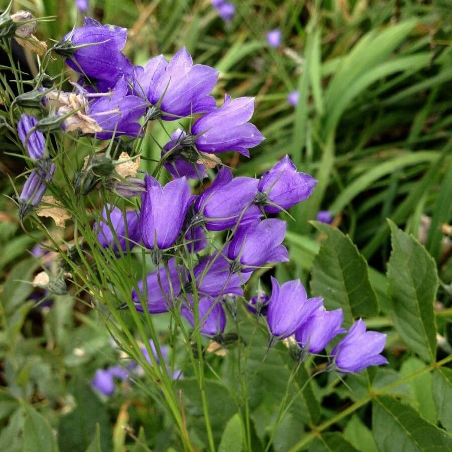 Campanula romboidale 3