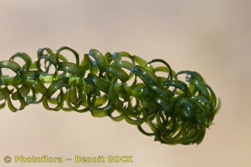 Elodea del Capo 2