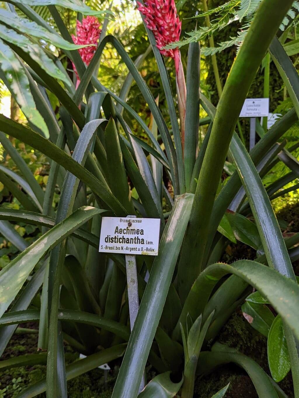 Aechmea 7