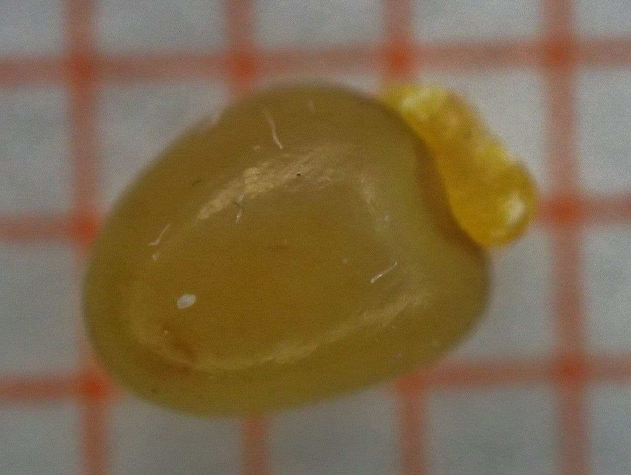 Ginestrone minore 5