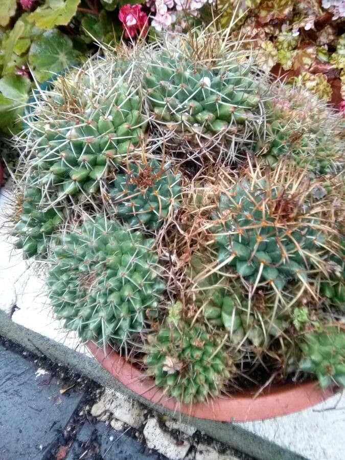 Mammillaria uncinata 3