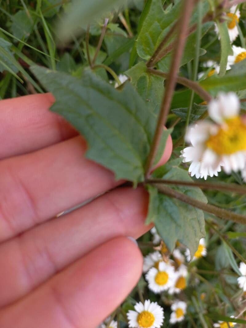 Fleabane srstnatý 7