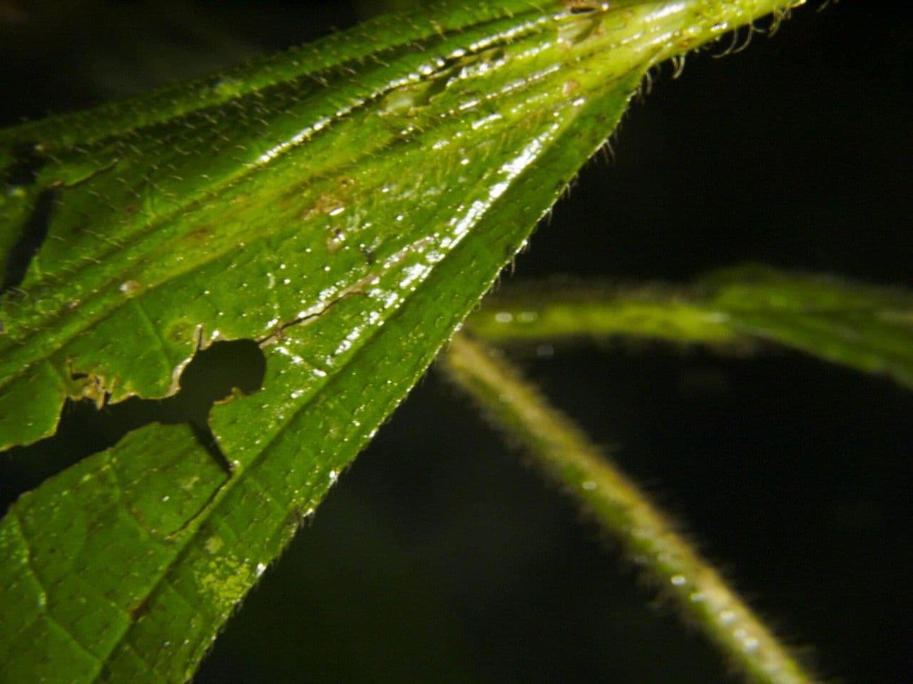 Conostegia 13