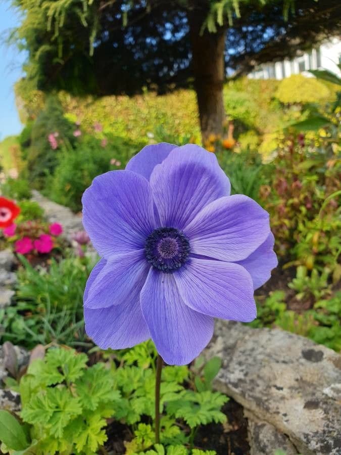 Kronen-Anemone 9