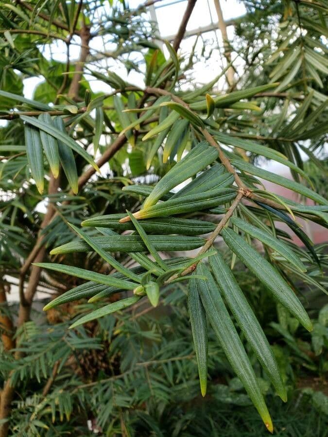 Yunnan catkin yew