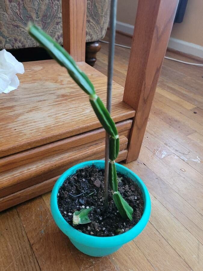 Cissus