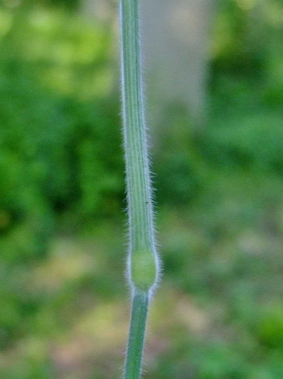 Bambagiona 23