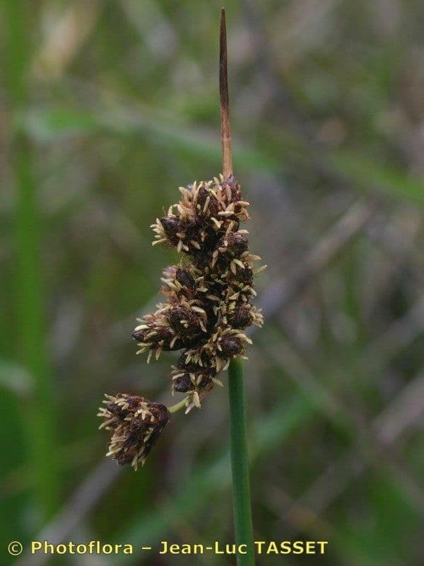 Salz-Teichbinse 6