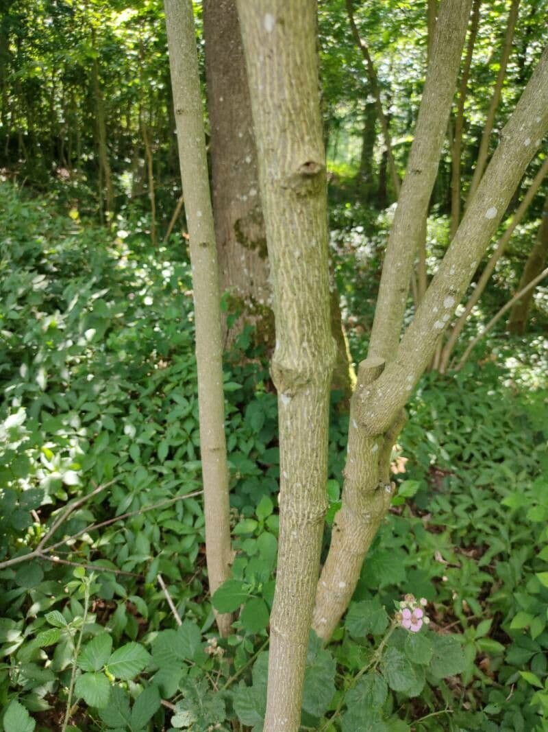 Staphylea pinnata 21