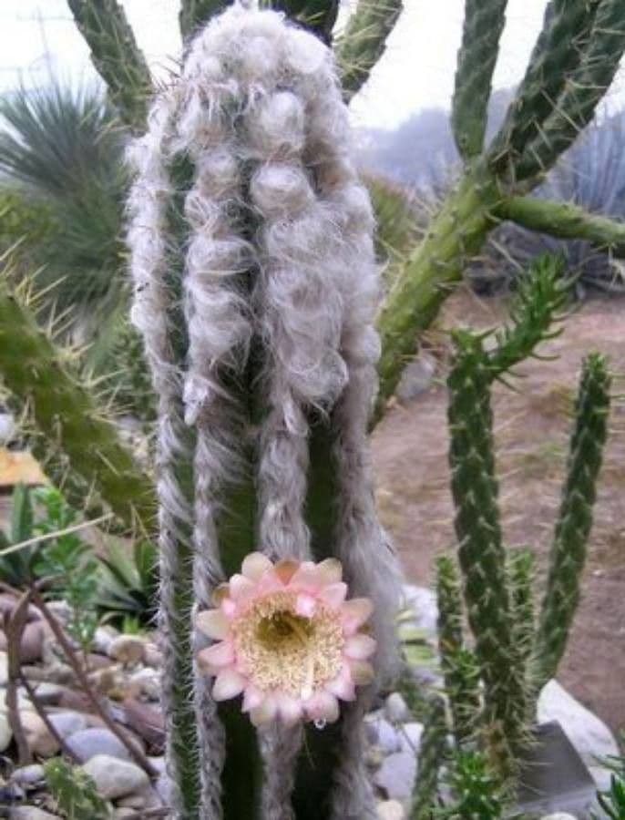 Woolly Torch 7