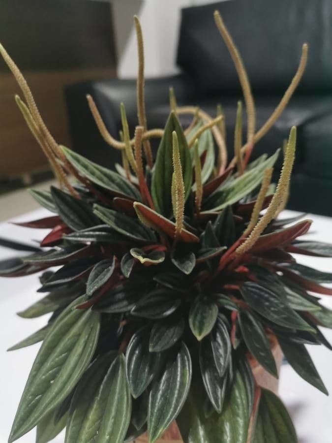 Peperomia 7