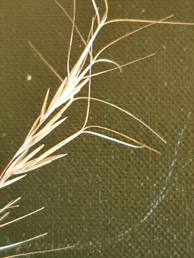 Aristida comune 5
