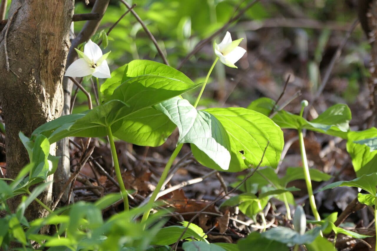 Trillium simile 5