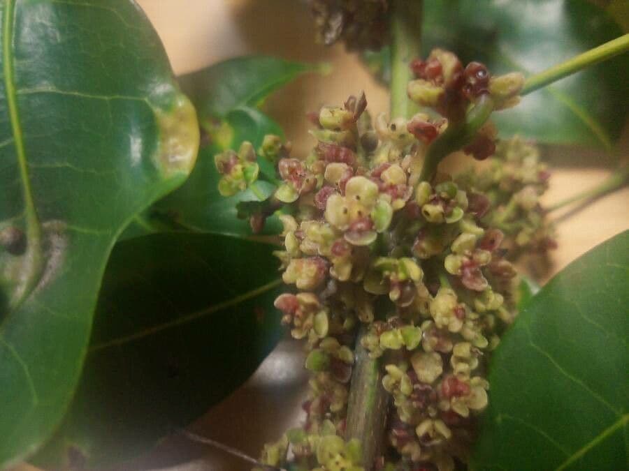 Protium heptaphyllum 10