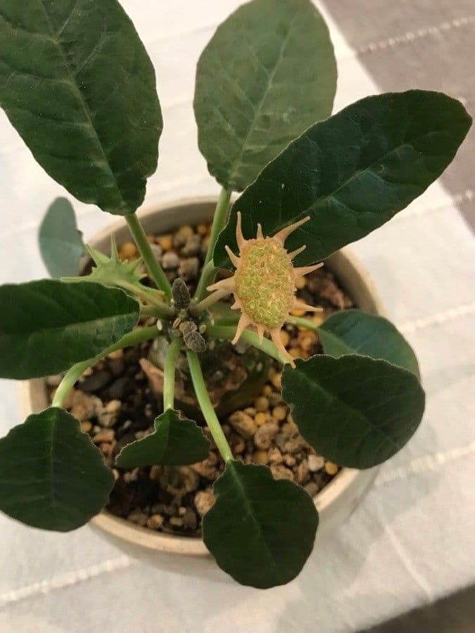 Dorstenia 5