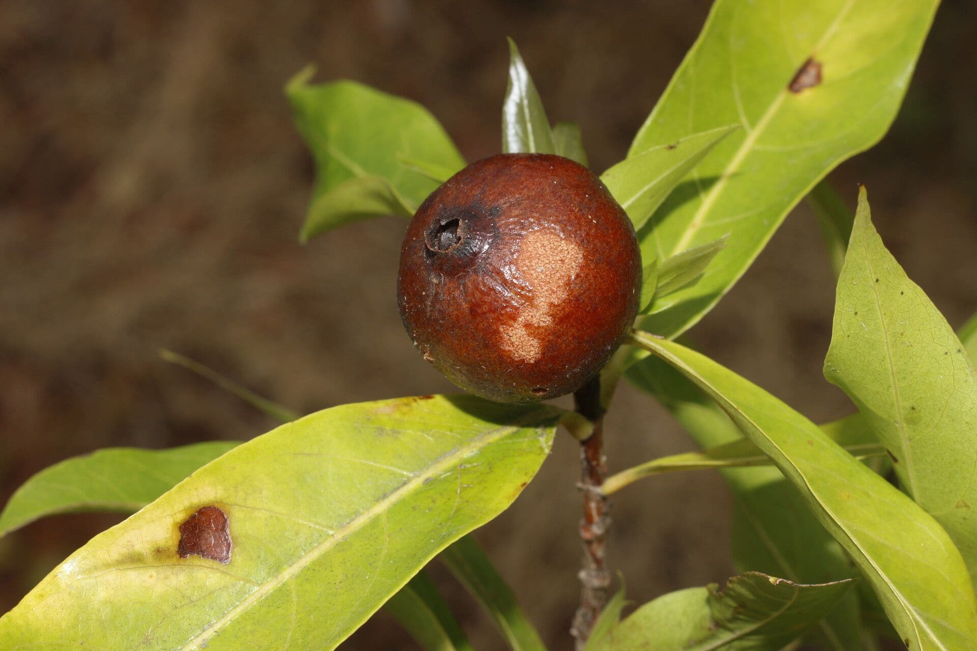 Alibertia edule 5