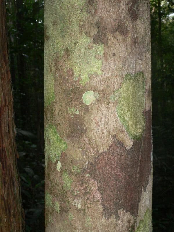 Hymenopus 3