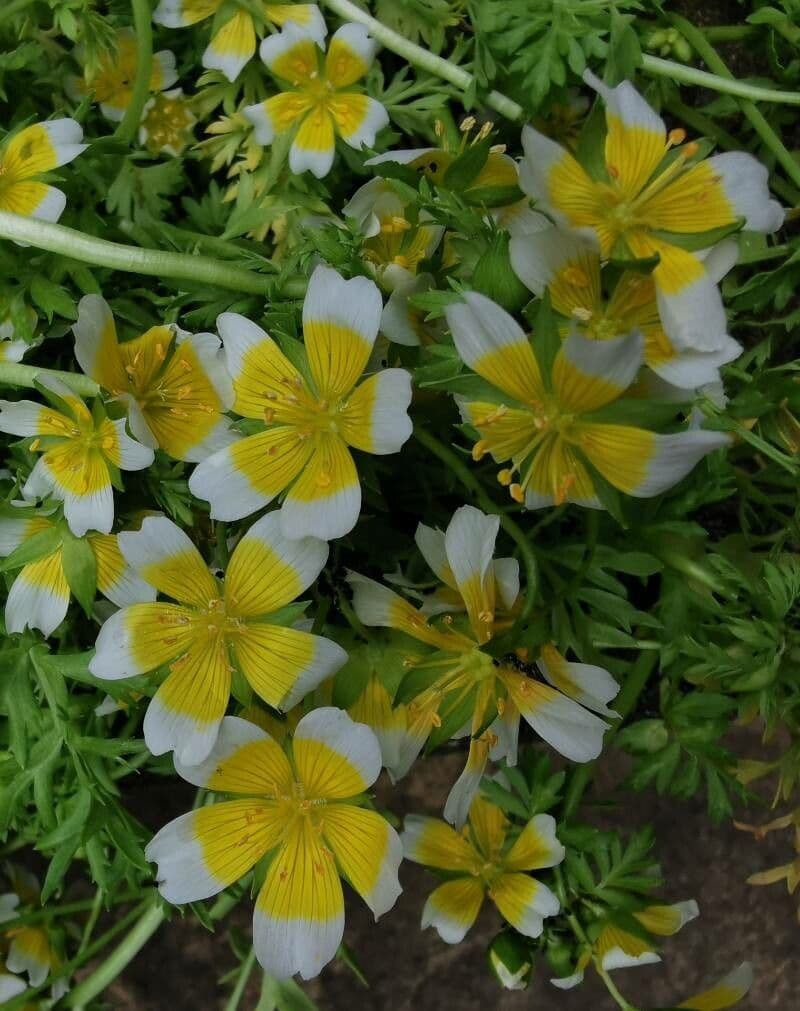 Limnanthes 17