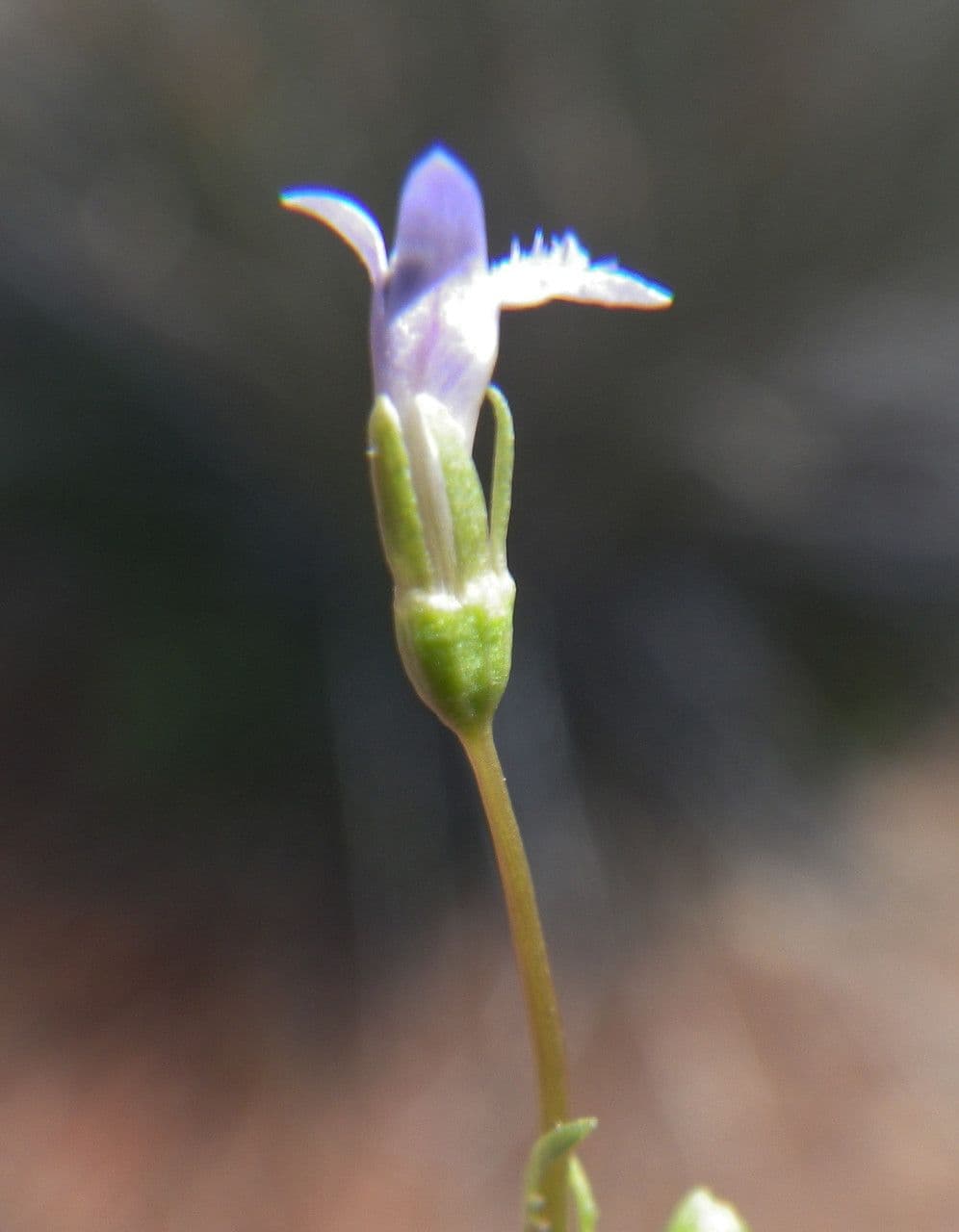 Solenopsis 6