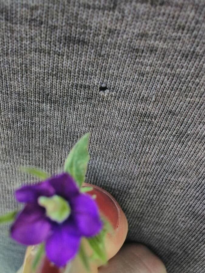 Legousia hybrida 15