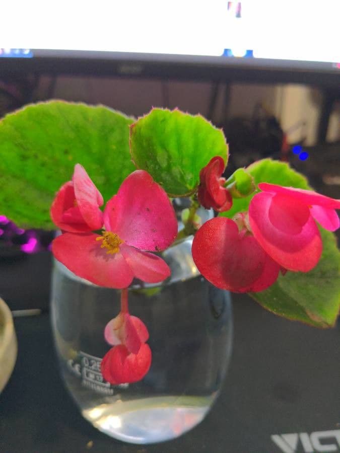 Begonia cucullata 26