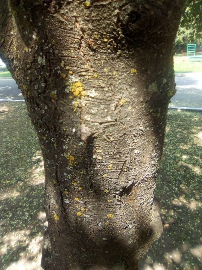 Prugna Damaschina 21