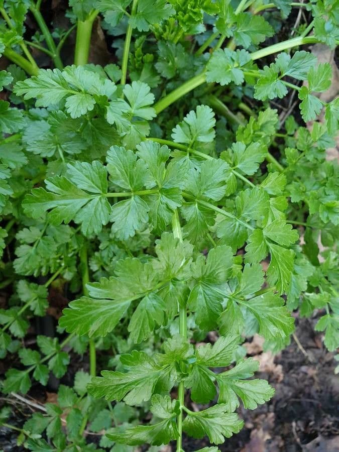 Finocchio acquatico 18