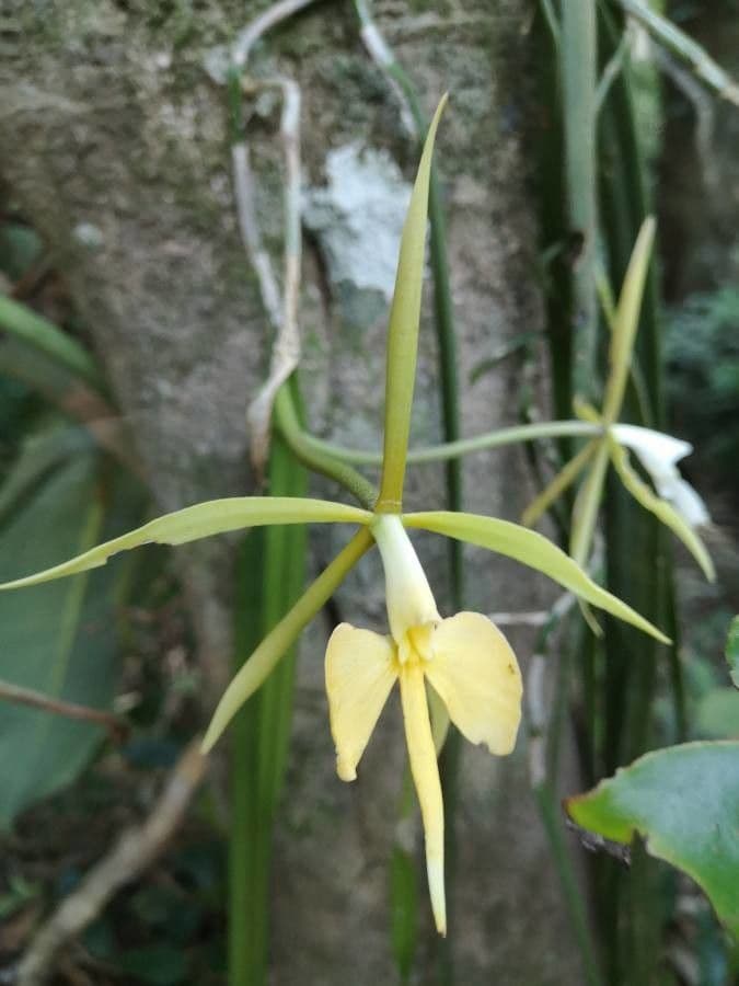 Orchidée nocturne 7