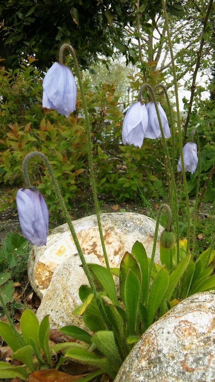 Meconopsis 5