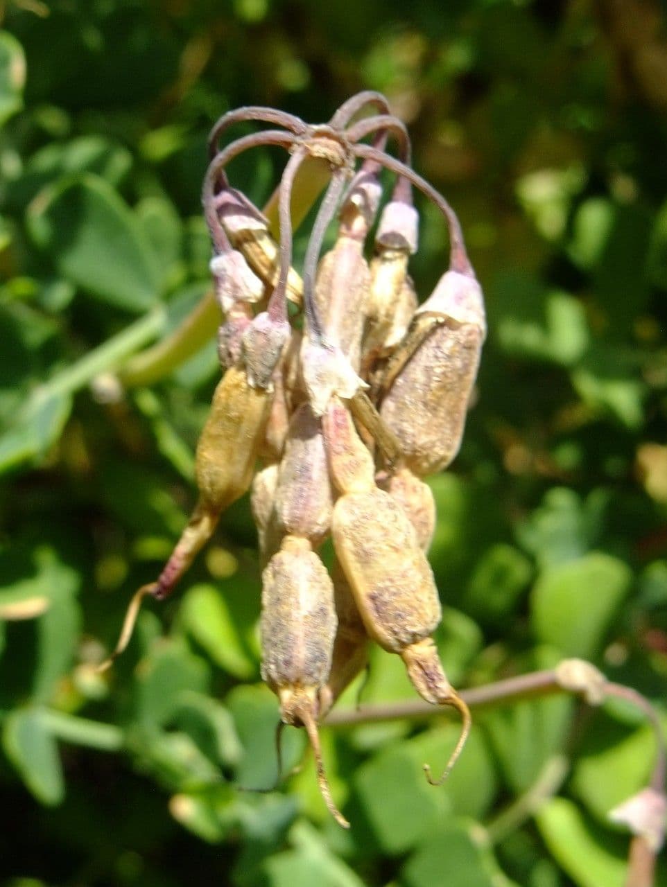 Coronilla coronata 5
