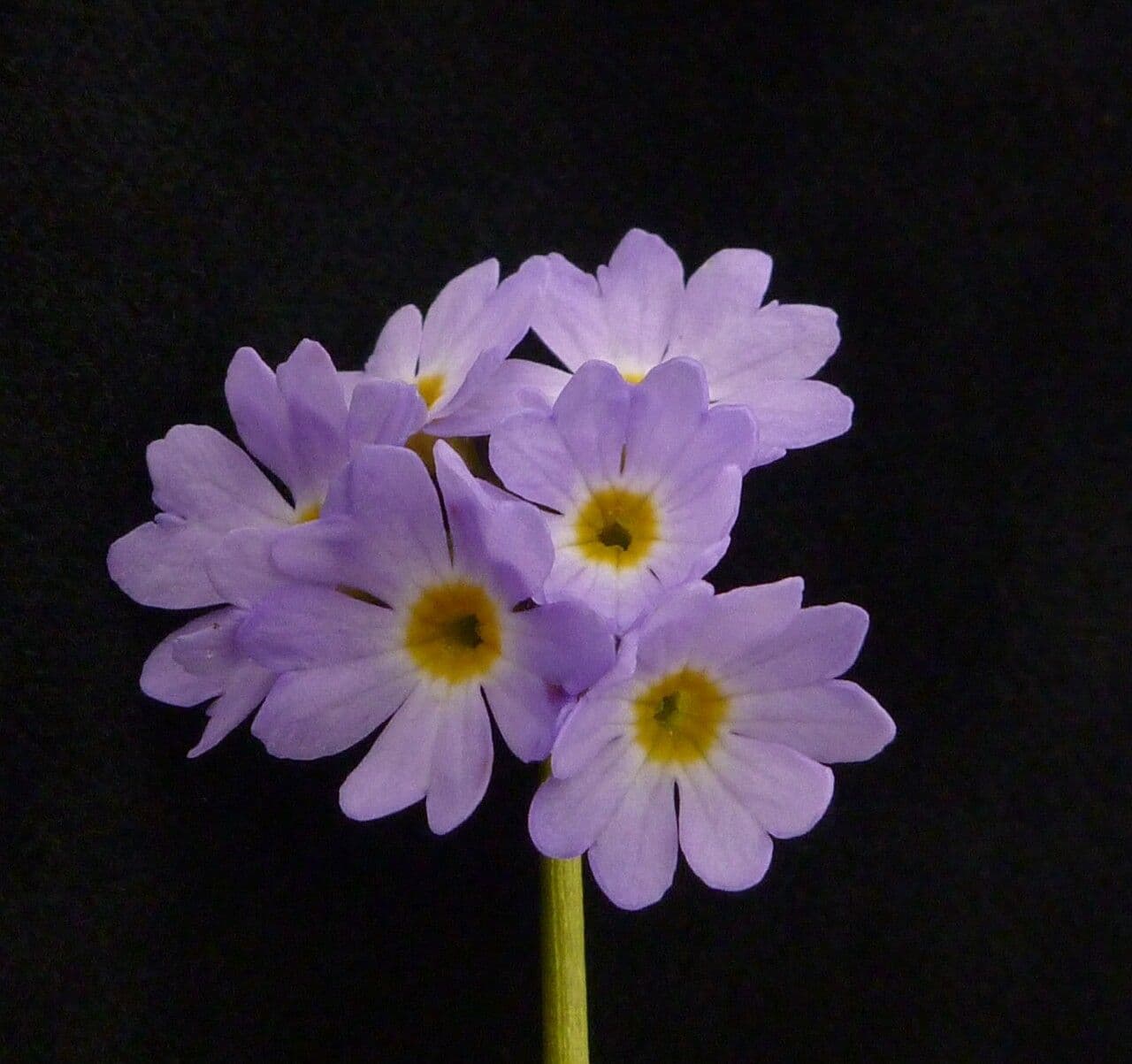 Primula ellittica 2
