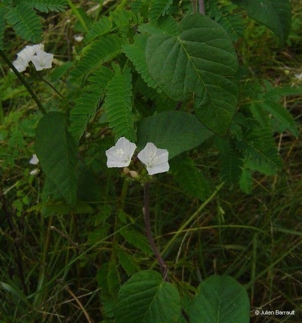 Jacquemontia paniculata 6
