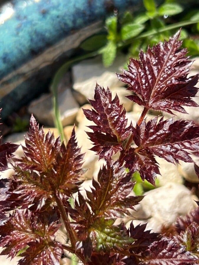 Astilbe giapponese 27