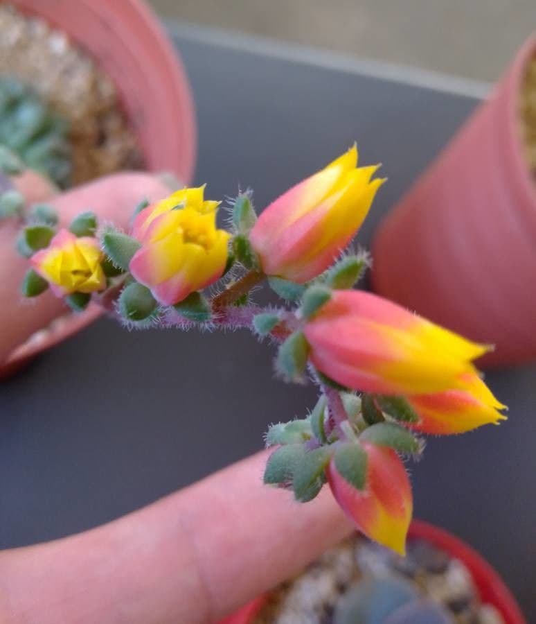 Echeveria 4